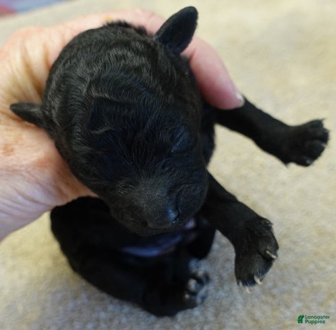 Toy Poodle dogs Kaida solid black - Ad 5