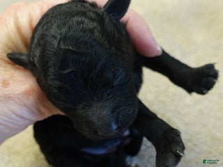 Toy Poodle dogs Kaida solid black - Ad 9