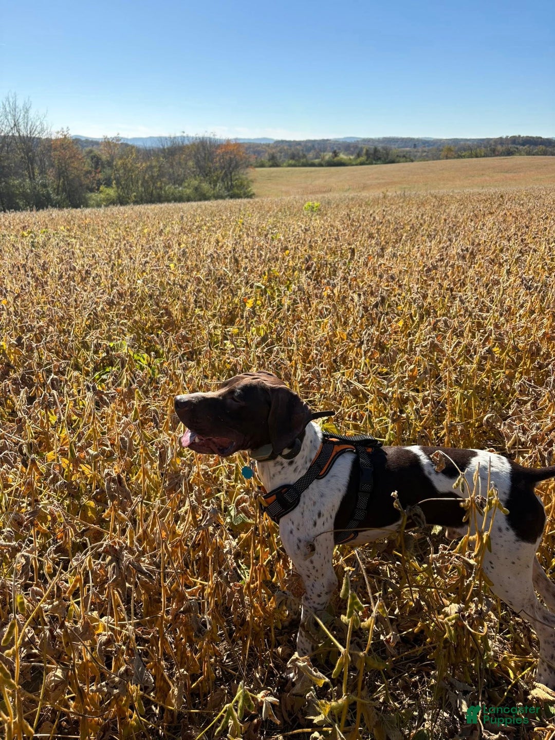 German Shorthaired Pointer dogs for stud: Excellent Hunter - Ad 2