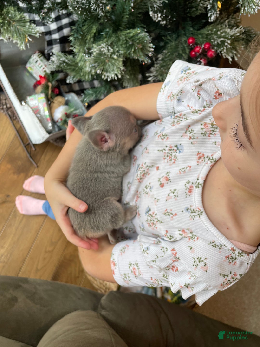 French Bulldog dogs for sale: Everest - Ad 12