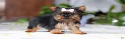 Yorkshire Terrier dogs for sale: Bella - Ad 5