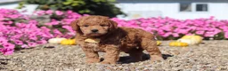 Mini Goldendoodle dogs for sale: Hunter - Ad 5