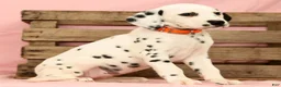 Dalmatian dogs for sale: Lexie - Ad 3