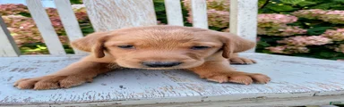 Rusty