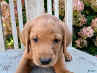 Mixed Breed dogs Rusty - Ad 3