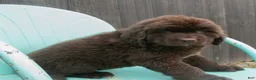 Newfoundland dogs for sale: Amber - Ad 5