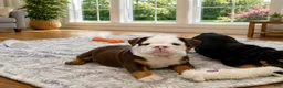 English Bulldog dogs for sale: Rocky - Ad 3