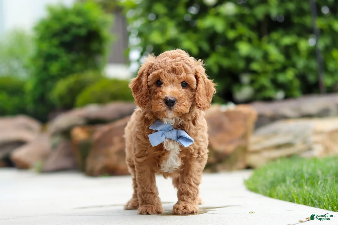 Cavapoo dogs for sale: Maverick - Ad 2
