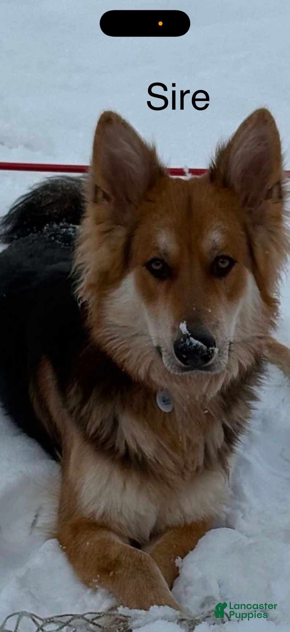 German Shepherd dogs Axel  - Ad 1