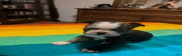 Frenchton dogs for sale: Jacqueline - Ad 6