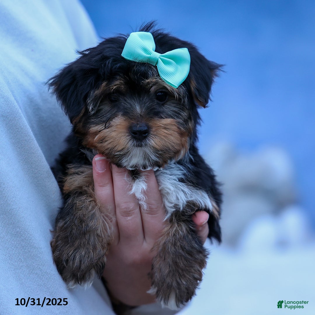 Yorkshire Terrier dogs for sale: Chip - Ad 18