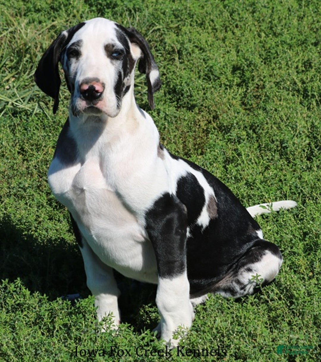 Great Dane dogs for sale: Great Dane Puppy 1 - Ad 4