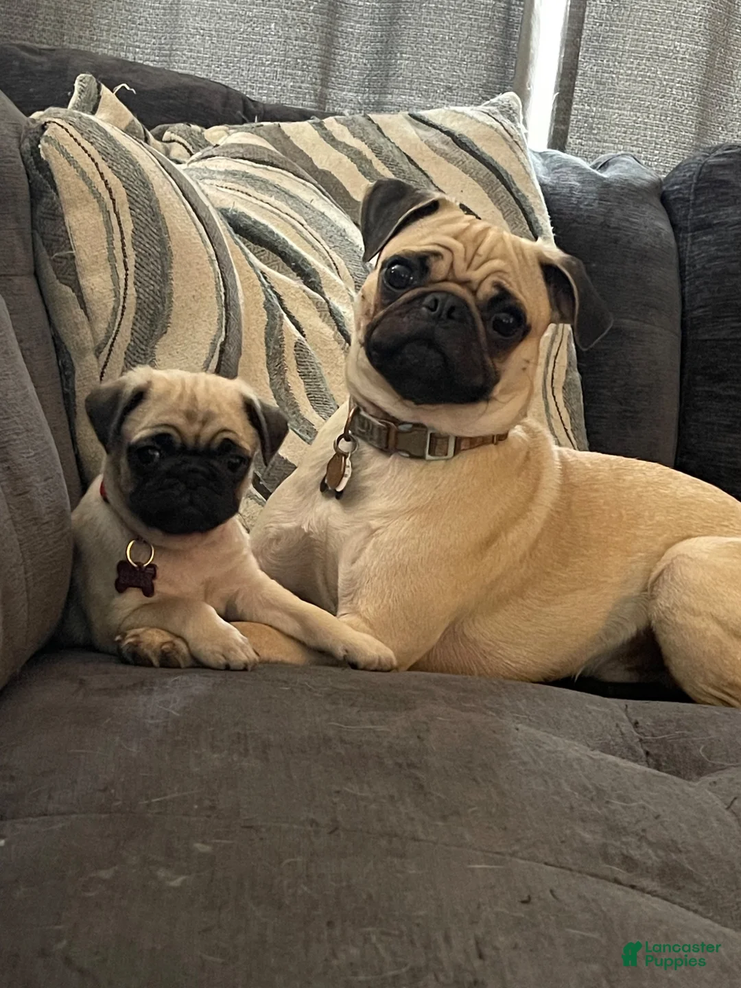 Pug dogs for sale: buzz RED collar - Ad 6
