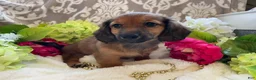 Miniature Dachshund dogs for sale: Tulip - Ad 10