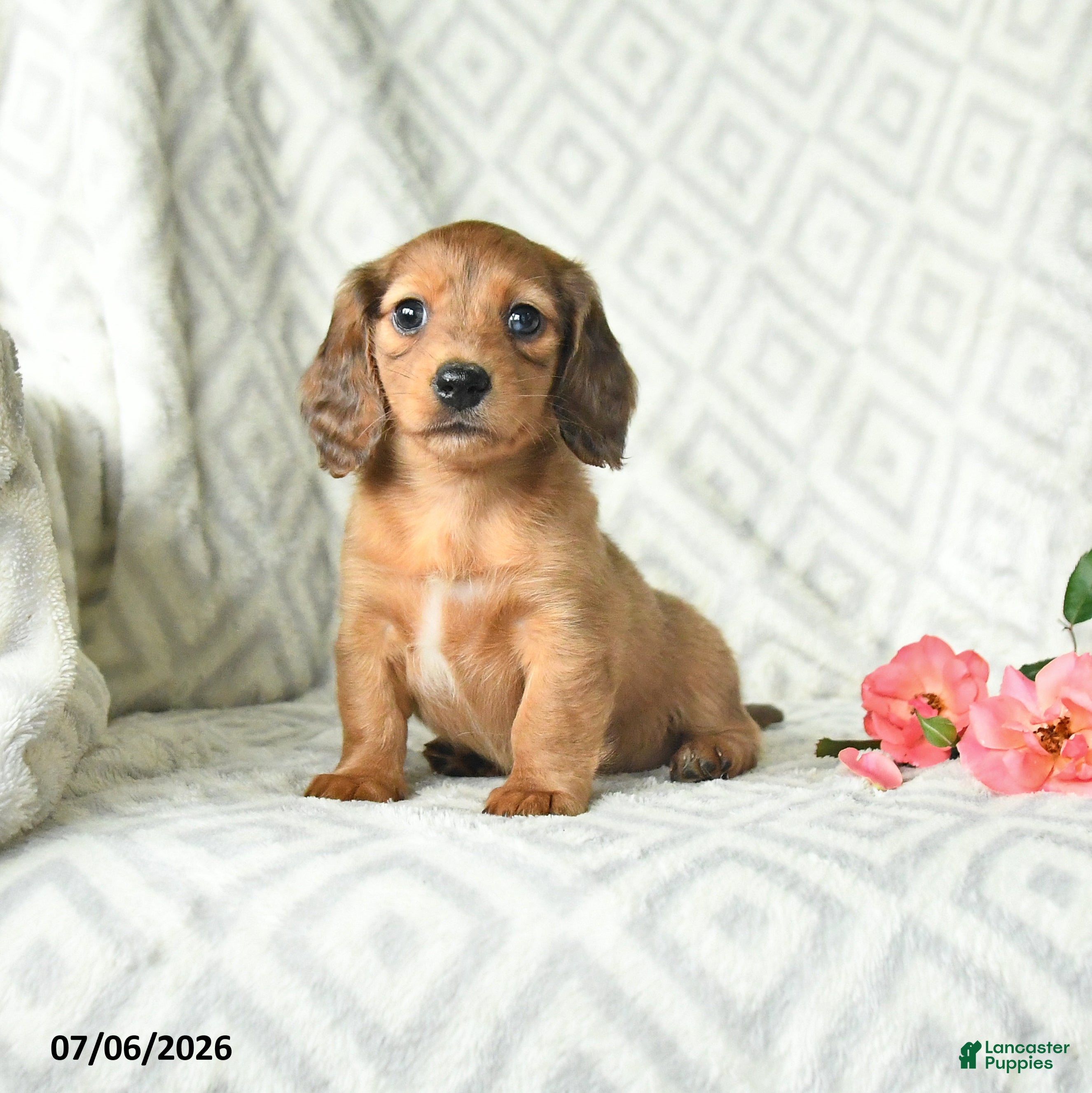 Dachshund dogs Blossem - Ad 1