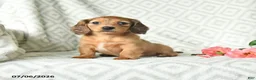 Dachshund dogs for sale: Blossem - Ad 1