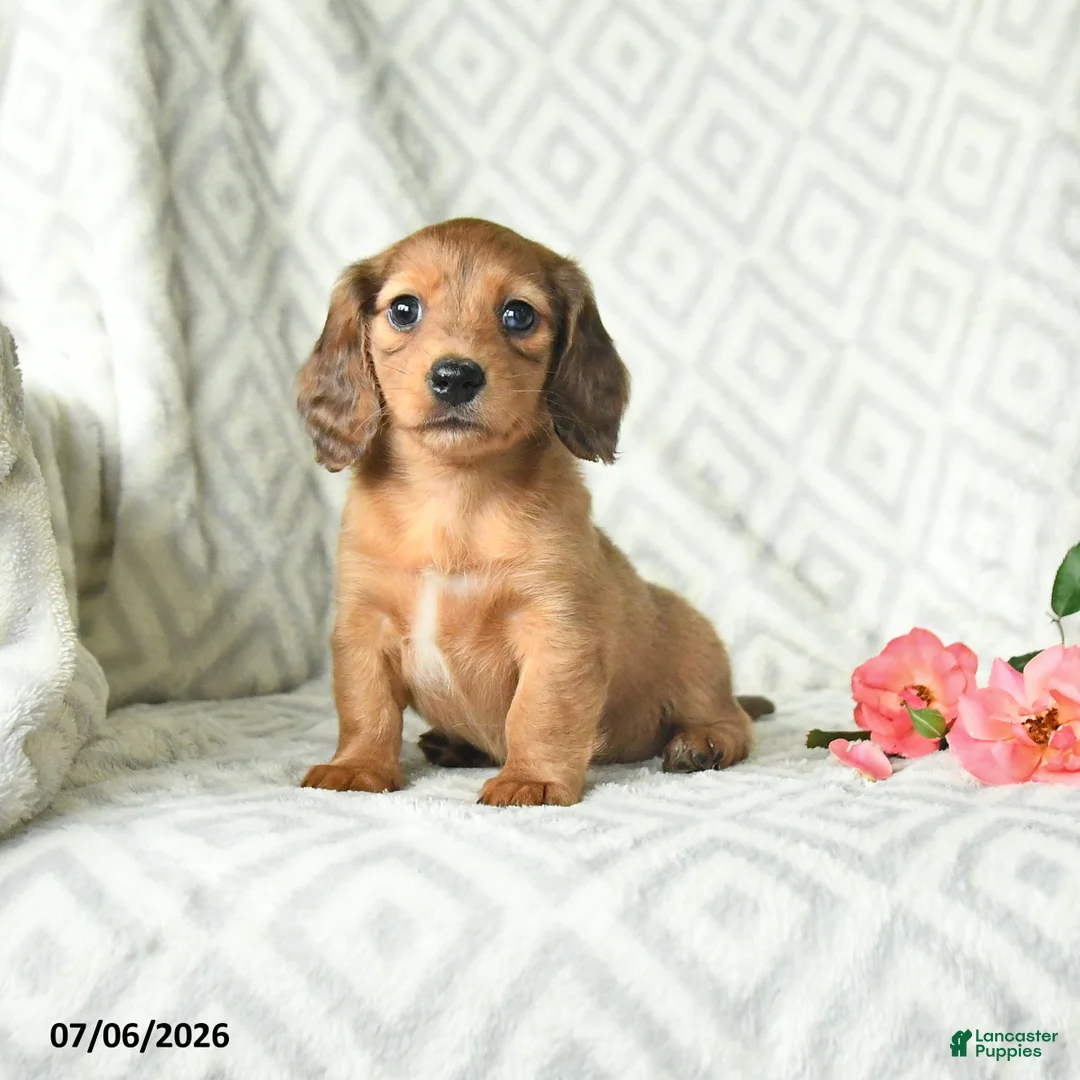 Dachshund dogs for sale: Blossem - Ad 1