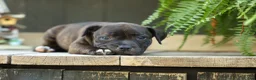 Staffordshire Bull Terrier dogs for sale: Moxie 💖 - Ad 8