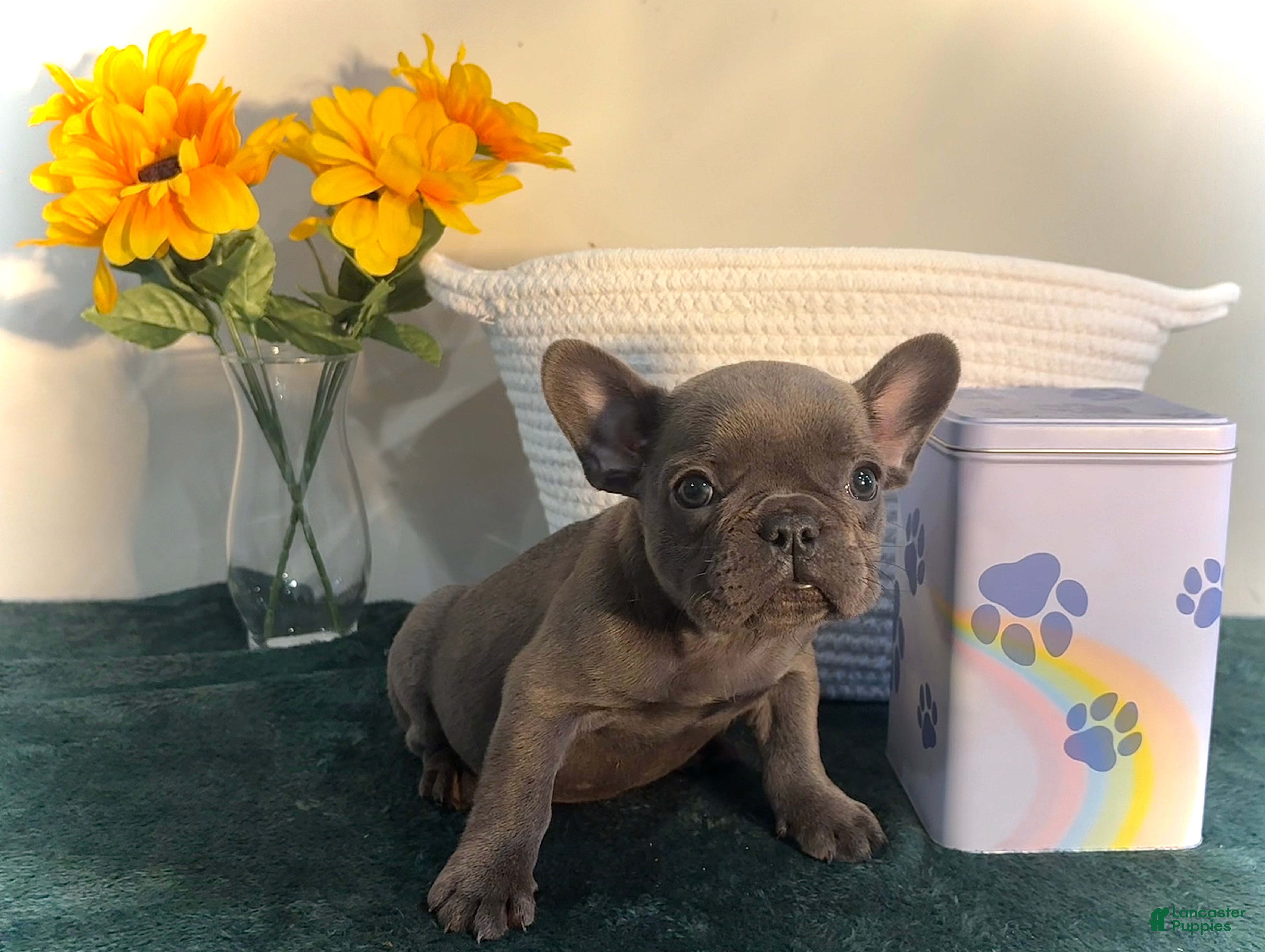 French Bulldog dogs French Bulldog Puppy 4 - Ad 1
