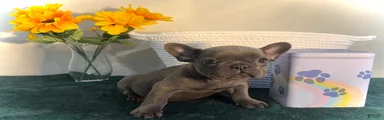 French Bulldog Puppy 4