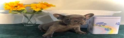 French Bulldog dogs for sale: French Bulldog Puppy 4 - Ad 1