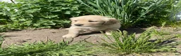 Golden Retriever dogs for sale: Golden Retriever Puppy 1 - Ad 3