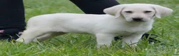 Labrador Retriever dogs for sale: Labrador Retriever 4 - Ad 1