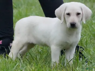 Labrador Retriever dogs Labrador Retriever 4 - Ad 10