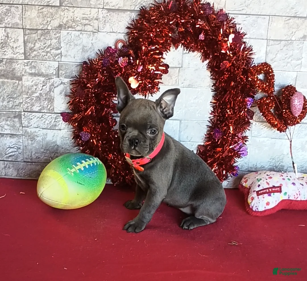 Gallery Image {{count}}