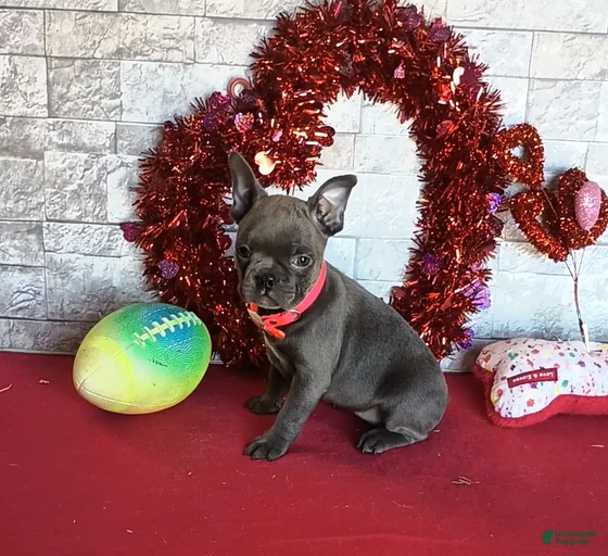 Gallery Image {{count}}