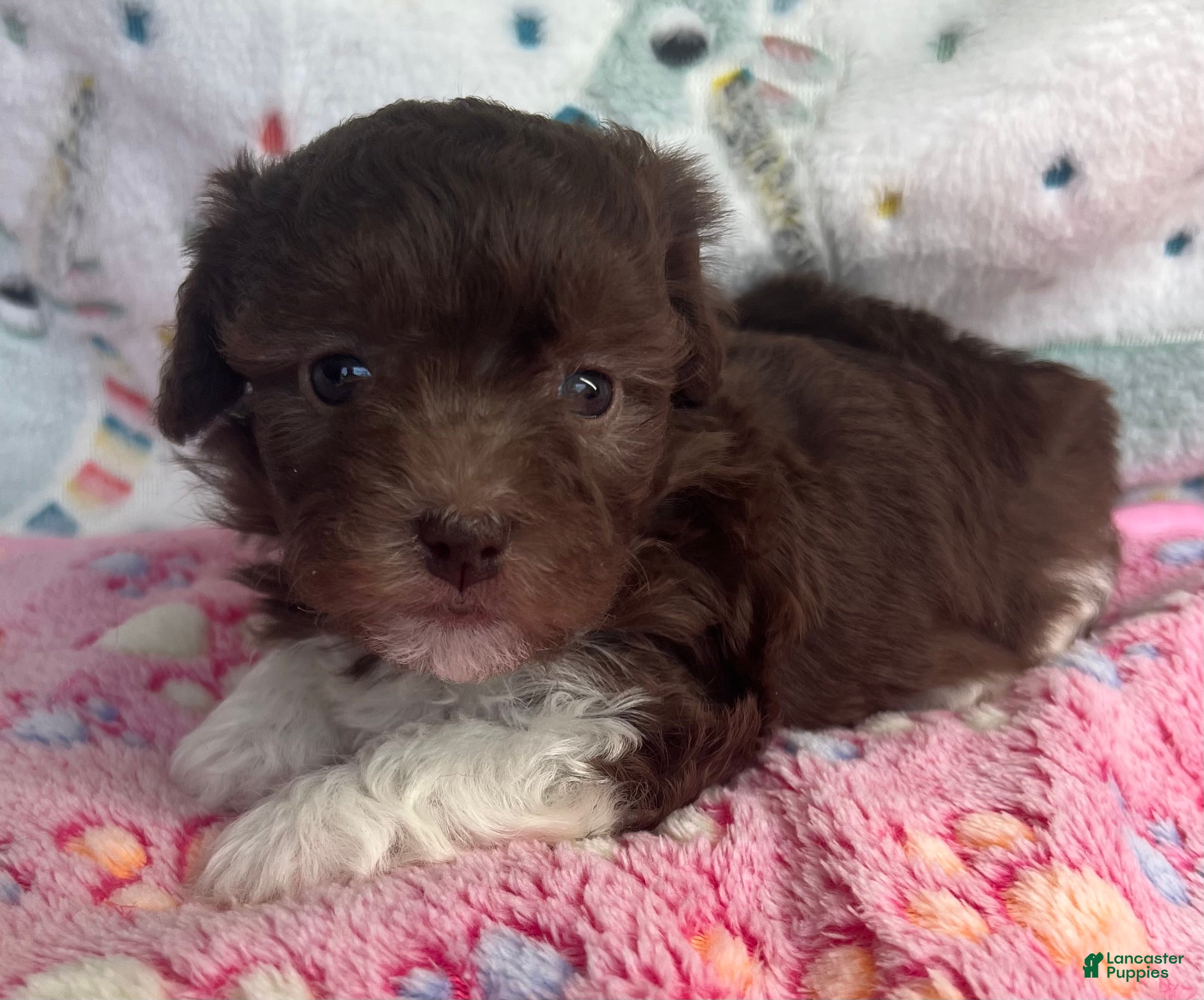 Havanese dogs for sale: Cricket  - Ad 3