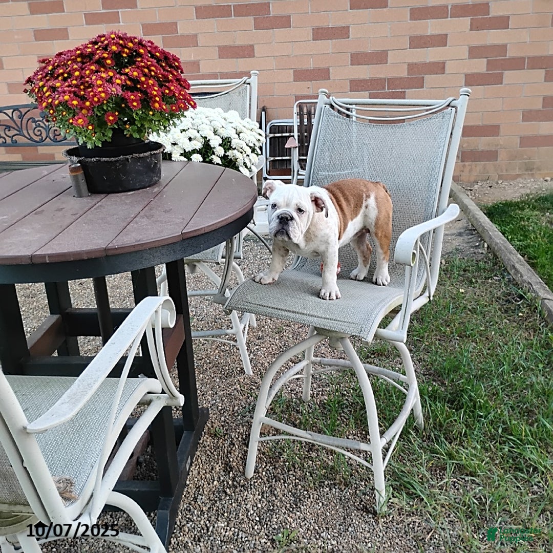 English Bulldog dogs for sale: Renita - Ad 14