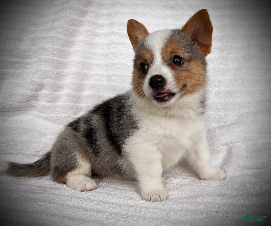 Welsh Corgi Pembroke dogs Barb - Ad 2