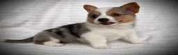 Welsh Corgi Pembroke dogs for sale: Barb - Ad 2