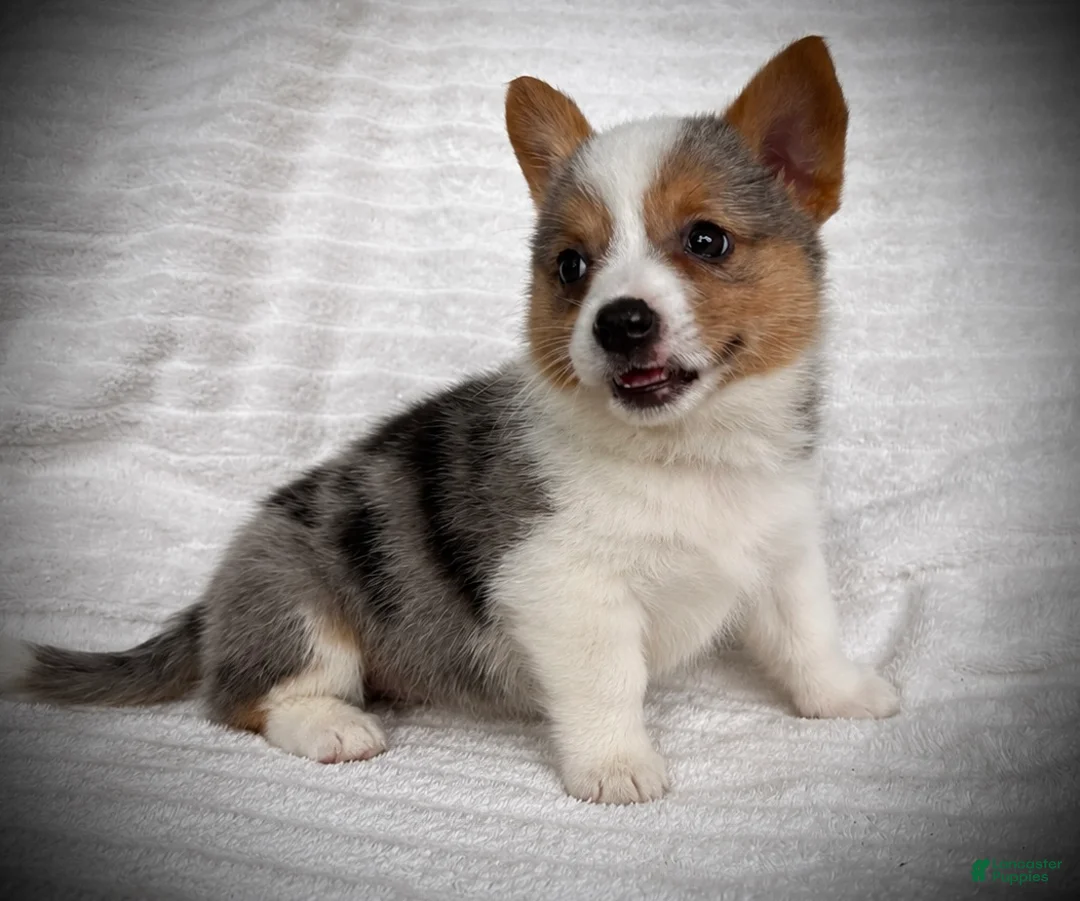Welsh Corgi Pembroke dogs for sale: Barb - Ad 2