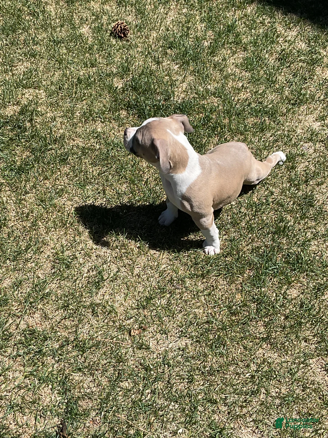 Mixed Breed dogs for sale: Staffshire terrier, American bully #6 - Ad 8