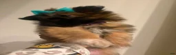 Mixed Breed dogs for sale: Mixed Breed 1 - Ad 13