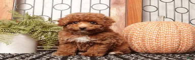 Acorn - Teacup Poodle 