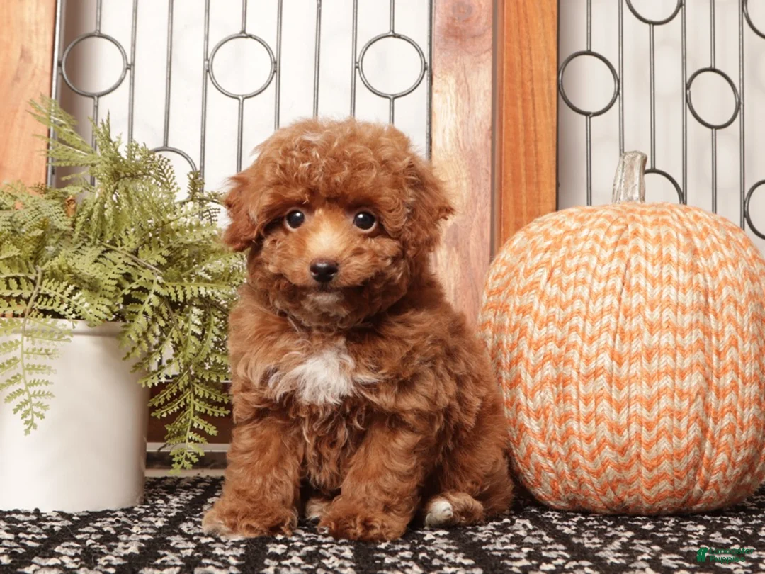 Toy Poodle dogs for sale: Acorn - Teacup Poodle  - Ad 1