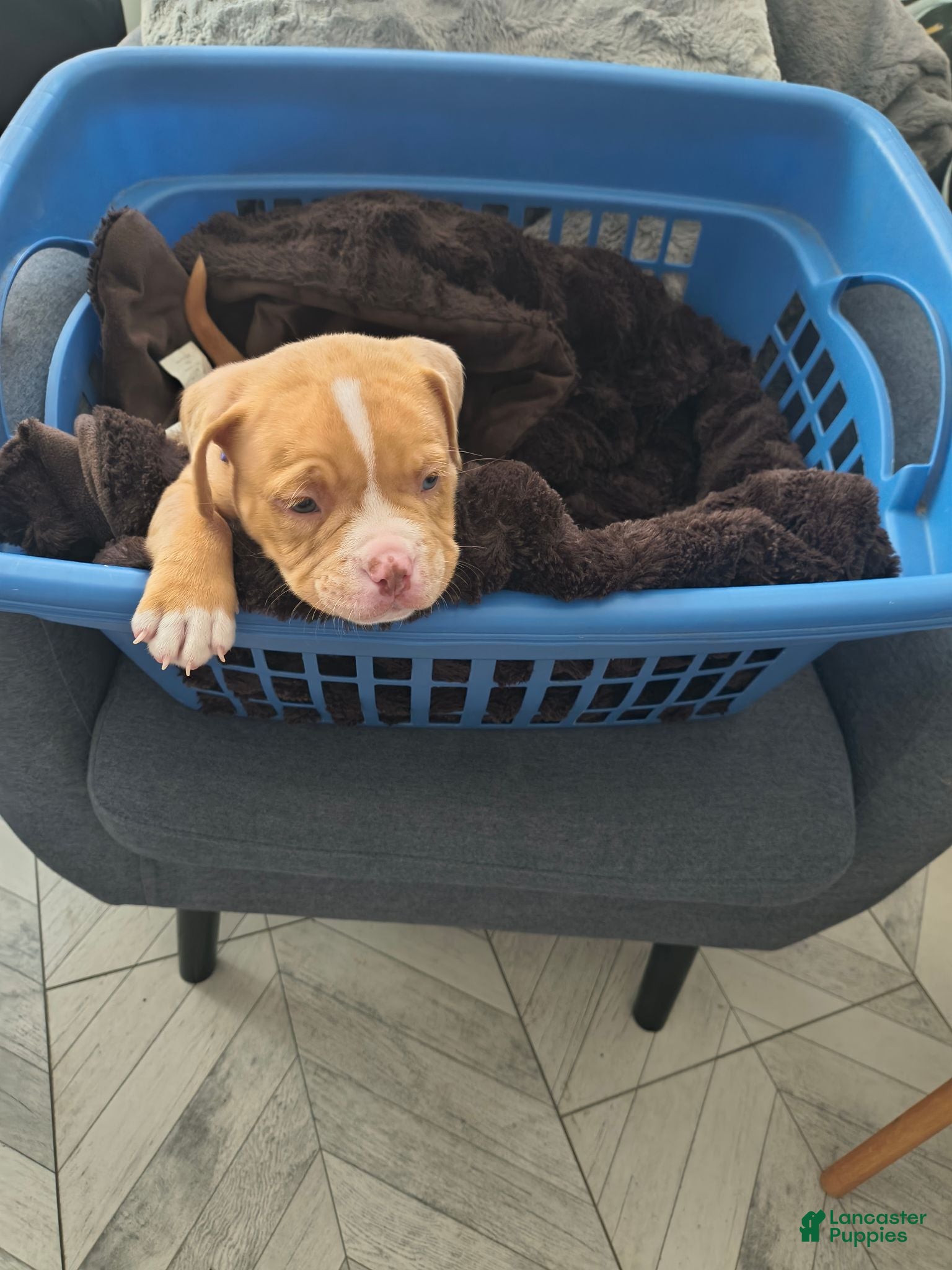 American Bully dogs American Bully 2 - Ad 1
