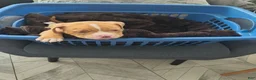 American Bully dogs for sale: American Bully 2 - Ad 1