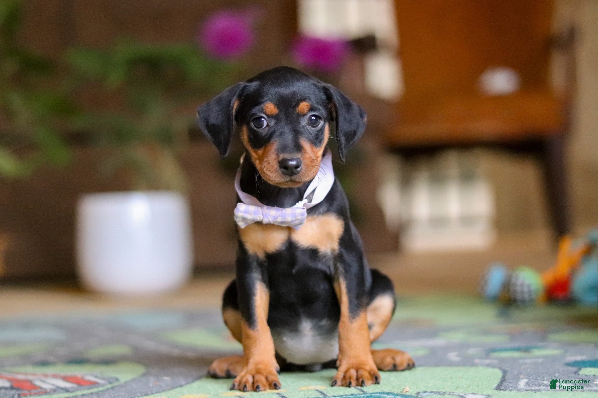 Miniature Pinscher dogs Lily - Ad 1