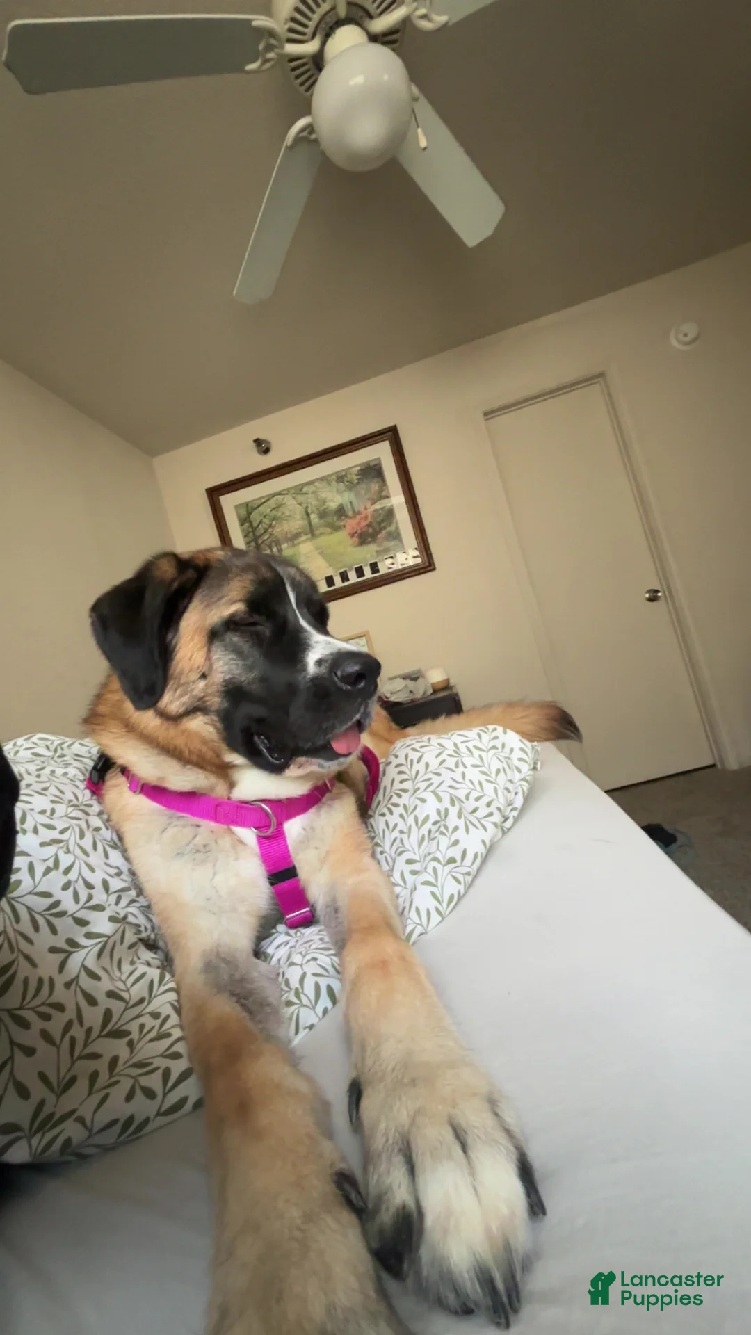 Mixed Breed dogs for sale: Mixed Breed Puppy 1 - Ad 3