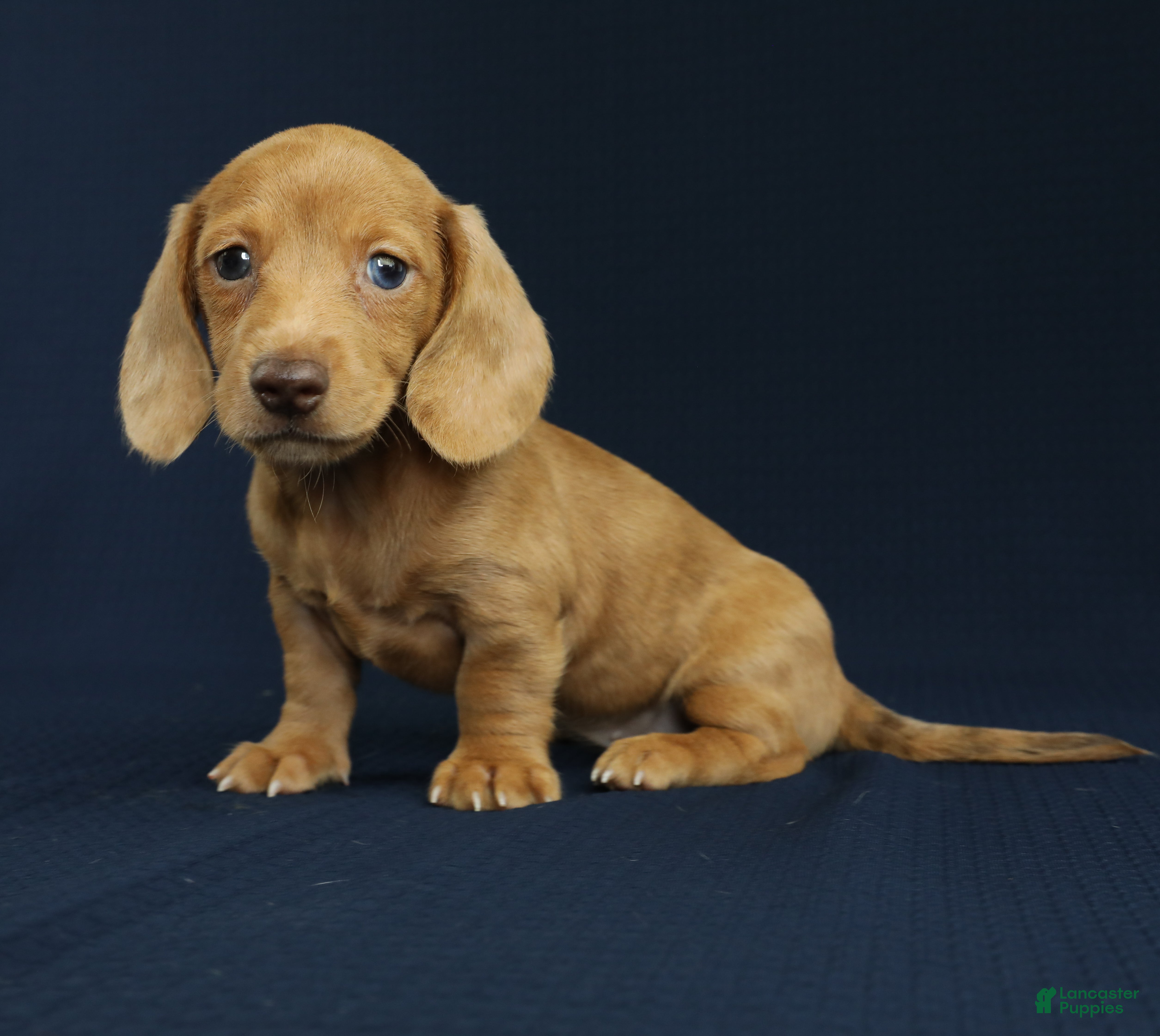 Miniature Dachshund dogs Maya 🩵 - Ad 2