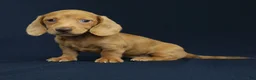 Miniature Dachshund dogs for sale: Maya 🩵 - Ad 2