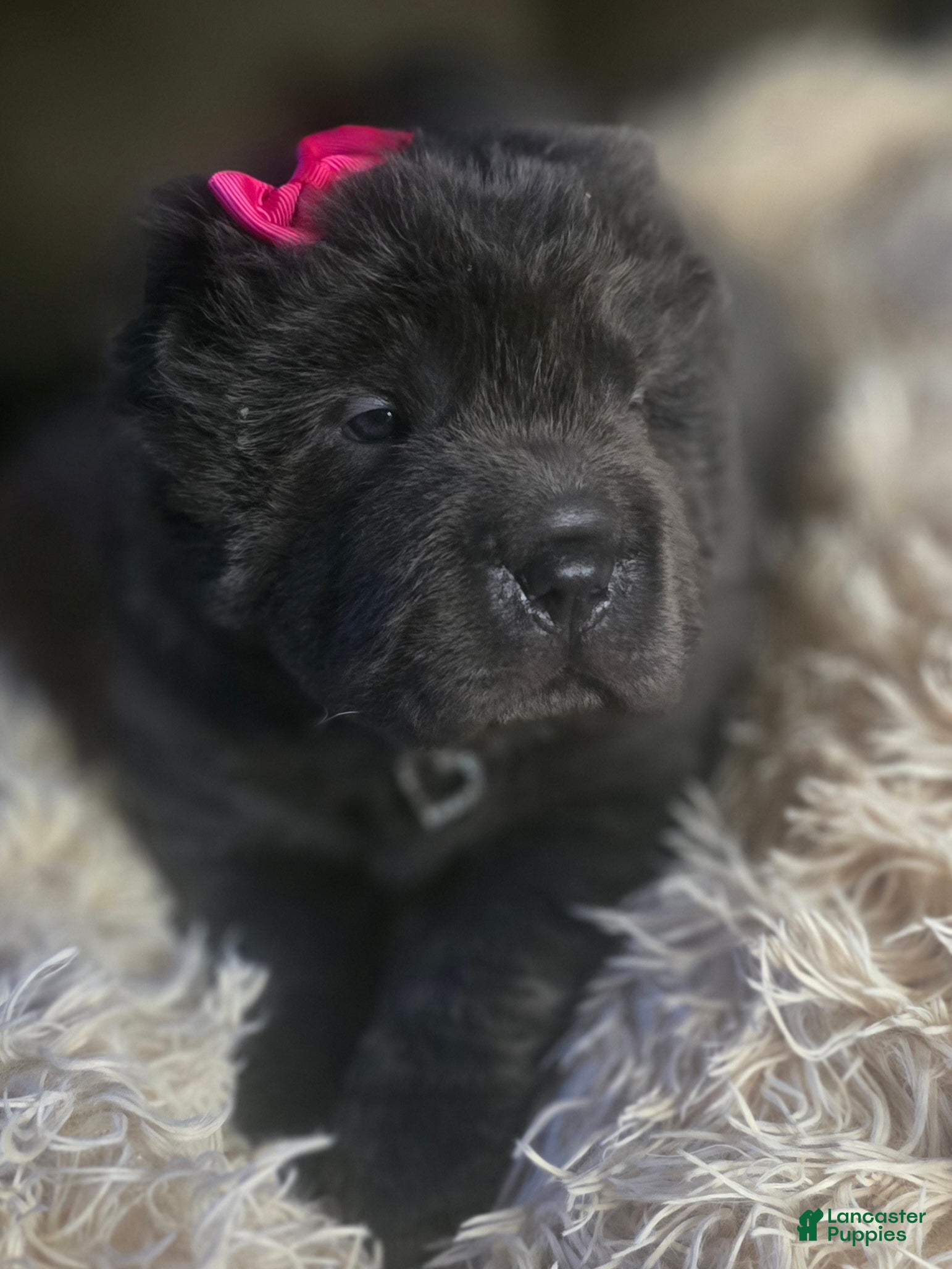 Shar Pei dogs Blossom - Ad 2