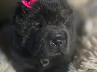 Shar Pei dogs for sale: Blossom - Ad 3