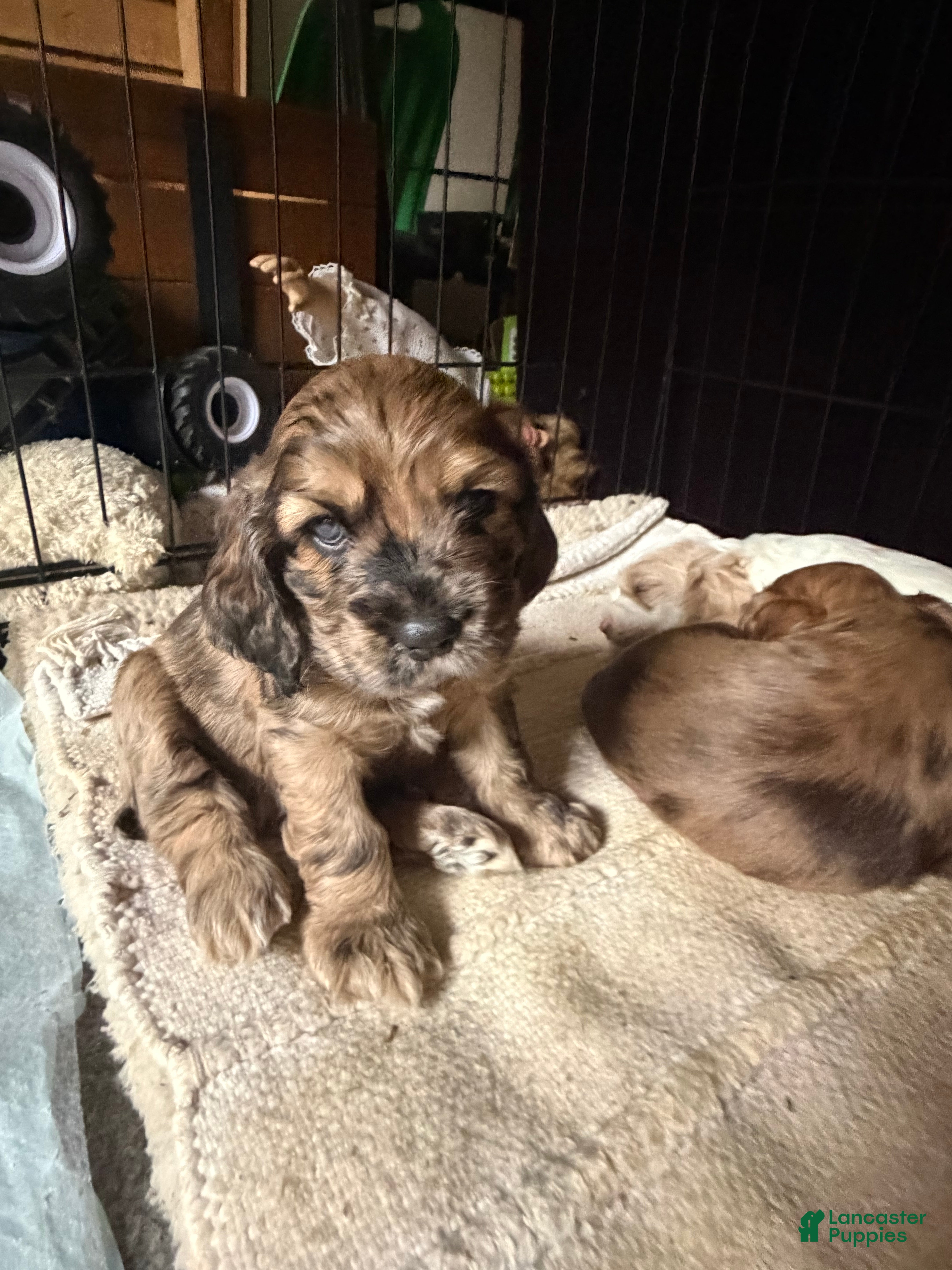 Cocker Spaniel dogs Houdini - Ad 1