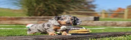 Miniature Dachshund dogs for sale: Willow - Ad 7