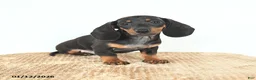 Miniature Dachshund dogs for sale: Scamper - Ad 3